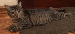 Tiger Lily - Petsmart Plantation Foster Home image 2