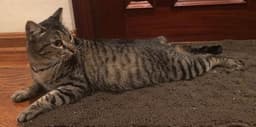 Tiger Lily - Petsmart Plantation Foster Home image 3