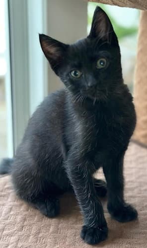 Willie - Center Foster Home - Domestic Short Hair