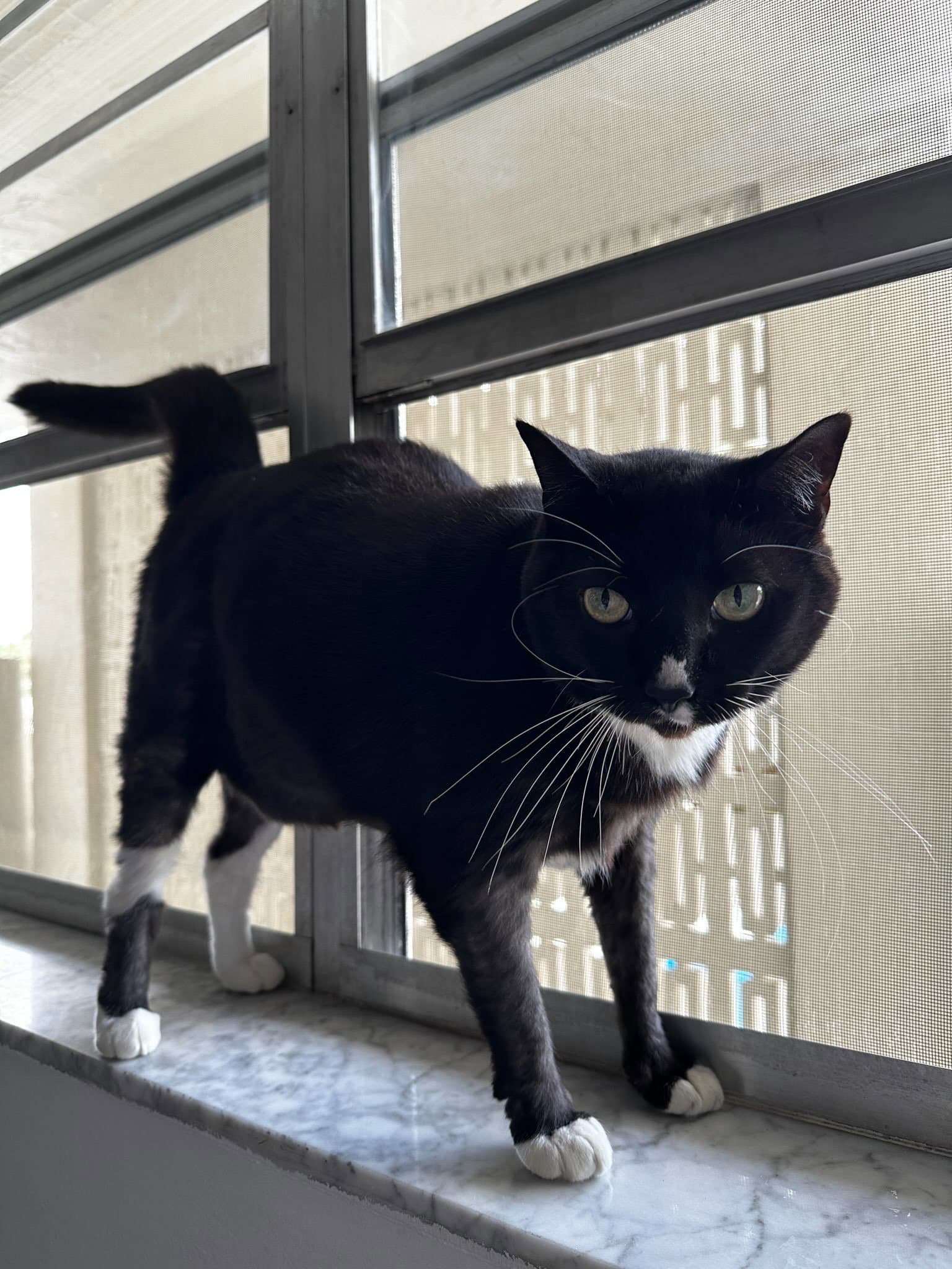 Cassina - American Shorthair