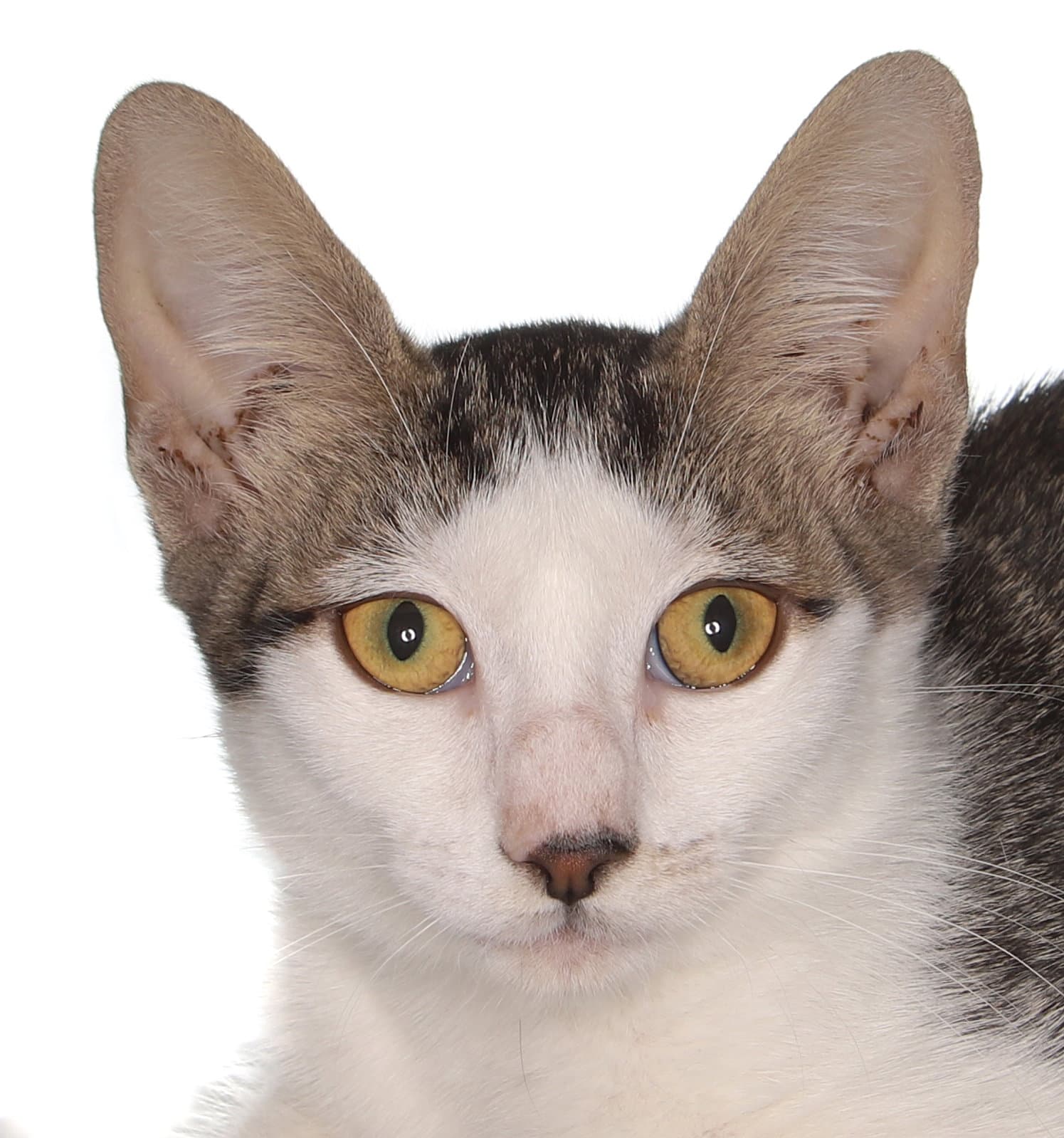 Kris - American Shorthair