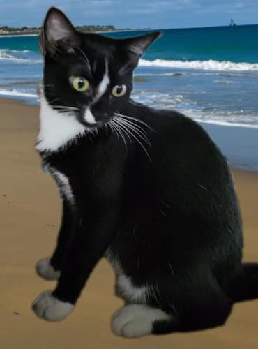 Flower - Petsmart Plantation Foster Home - Domestic Short Hair