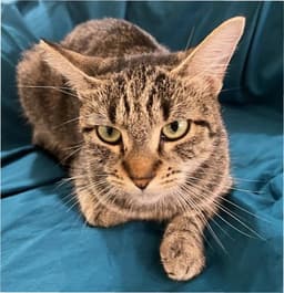 Baby - Petsmart Plantation Foster Home image 1