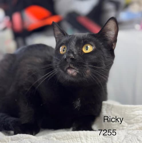 Ricky Ii - Center - Domestic Short Hair