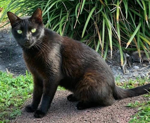 Meisty - Petsmart Plantation Foster Home - Domestic Short Hair