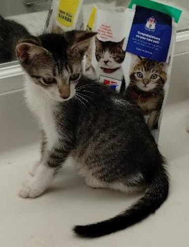Tobby - Center - Domestic Short Hair