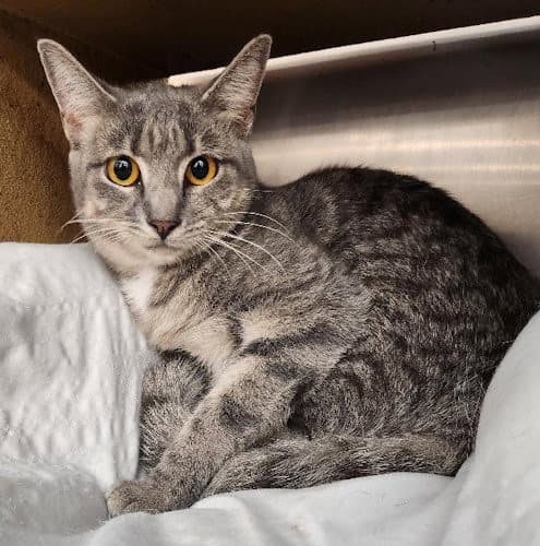 Softee - Petsmart Plantation - Foster Home - Domestic Short Hair