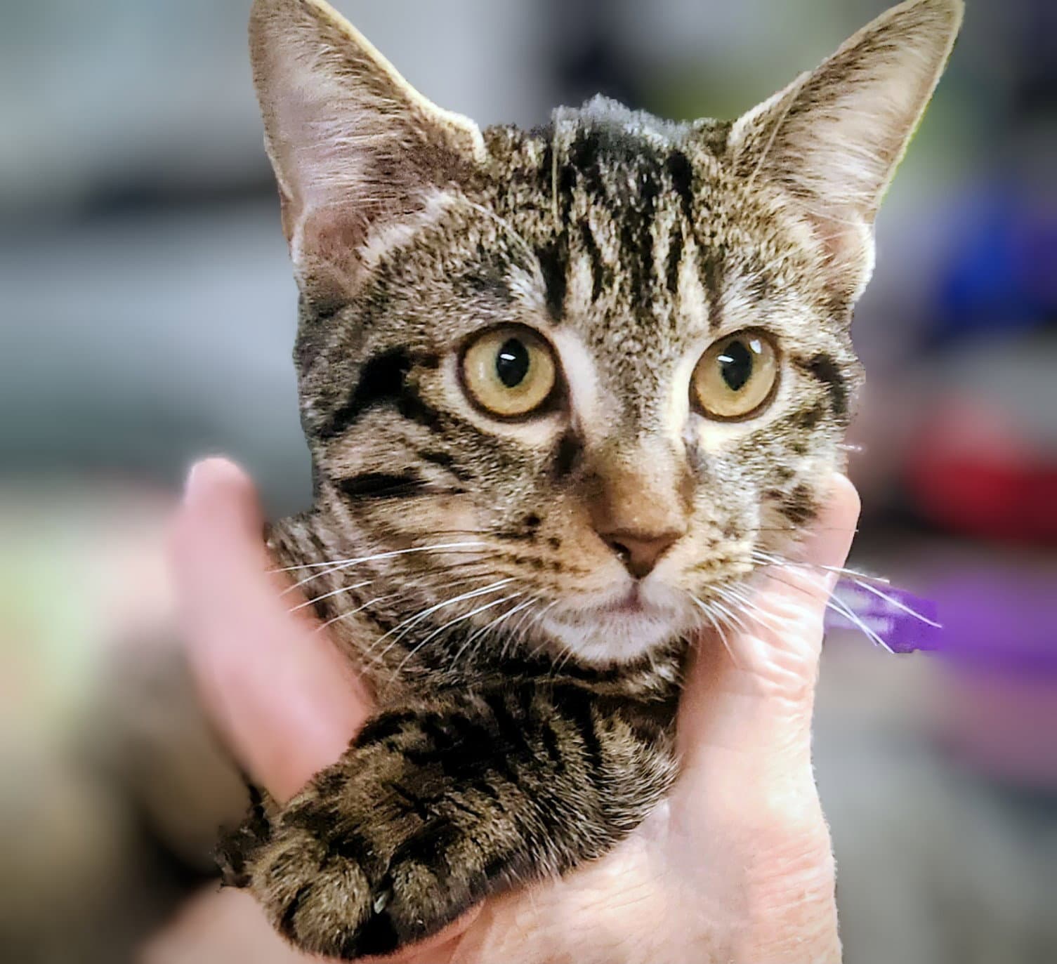Clint - Domestic Short Hair