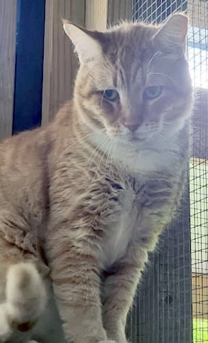 Casino - Petsmart Plantation Foster Home - Domestic Short Hair