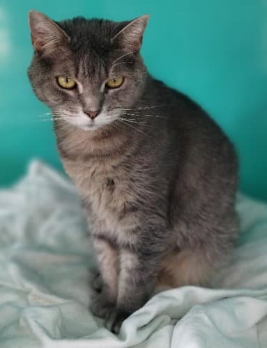 Andie Center Foster - Tabby