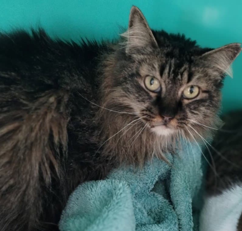 Noni Center - Tabby
