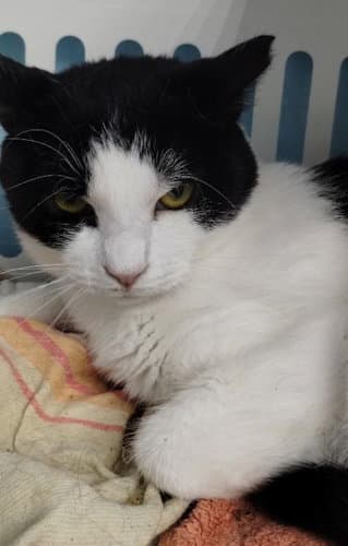 Simone - Center - Domestic Short Hair