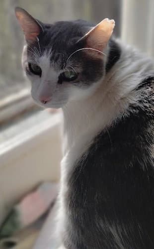 Martin - Domestic Short Hair