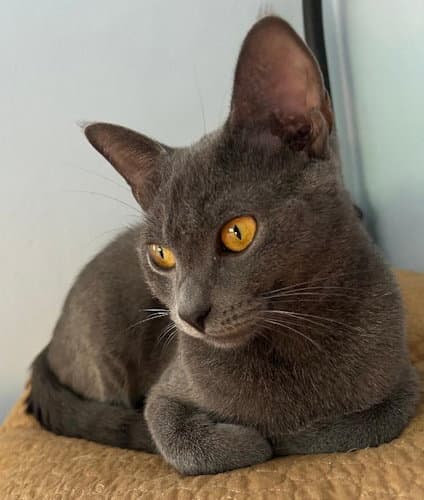 Samantha - Psp Foster Home - Domestic Short Hair