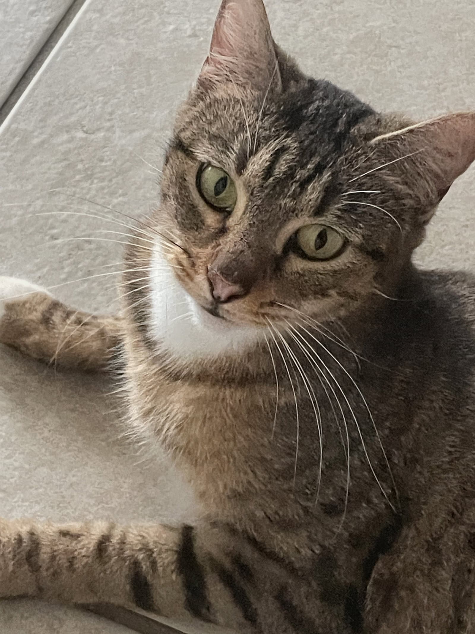 Sweetie - Tabby