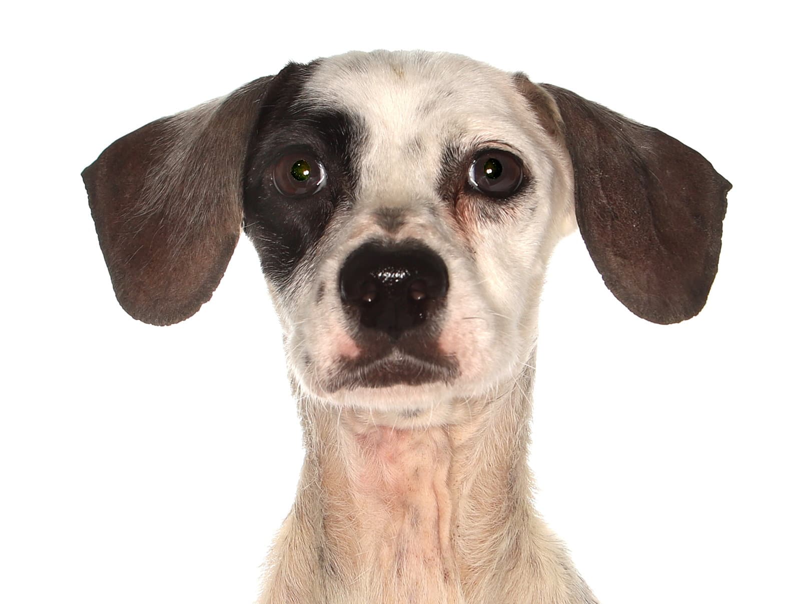 Shanna - Chihuahua