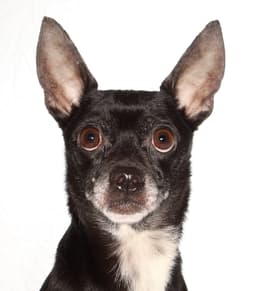 Toby image 1
