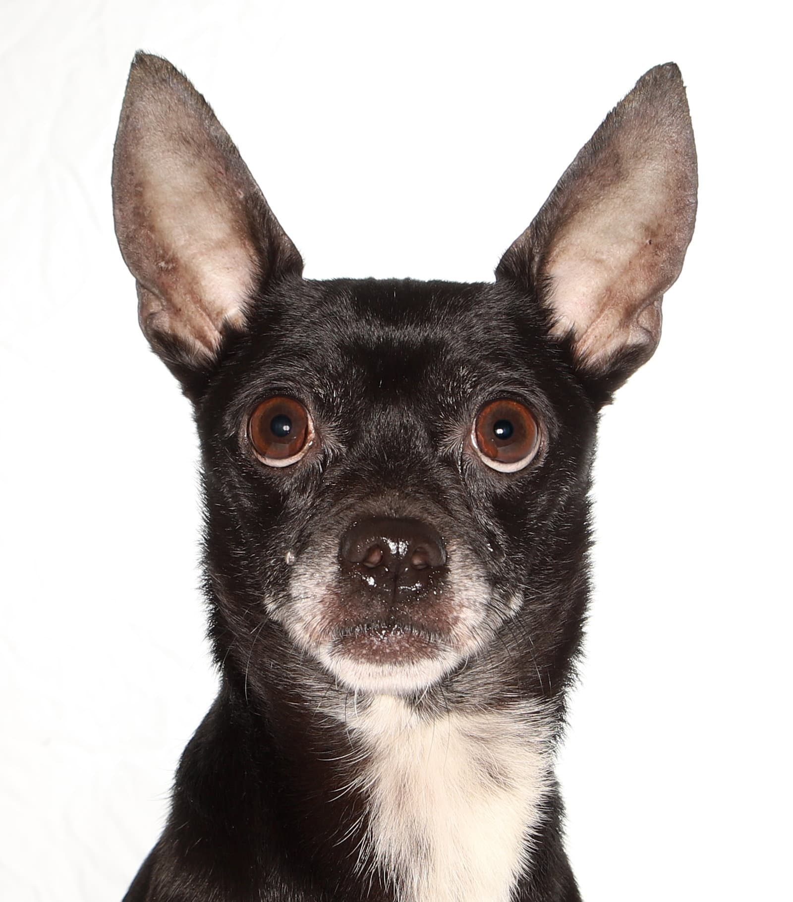 Toby - Chihuahua