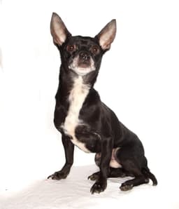 Toby image 2