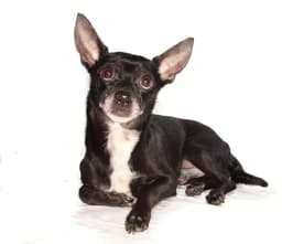 Toby image 3
