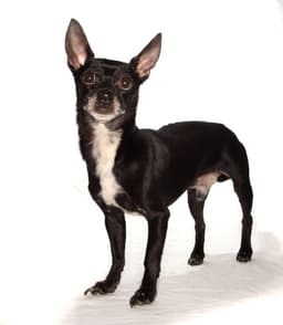 Toby image 4