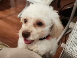 Lola image 1