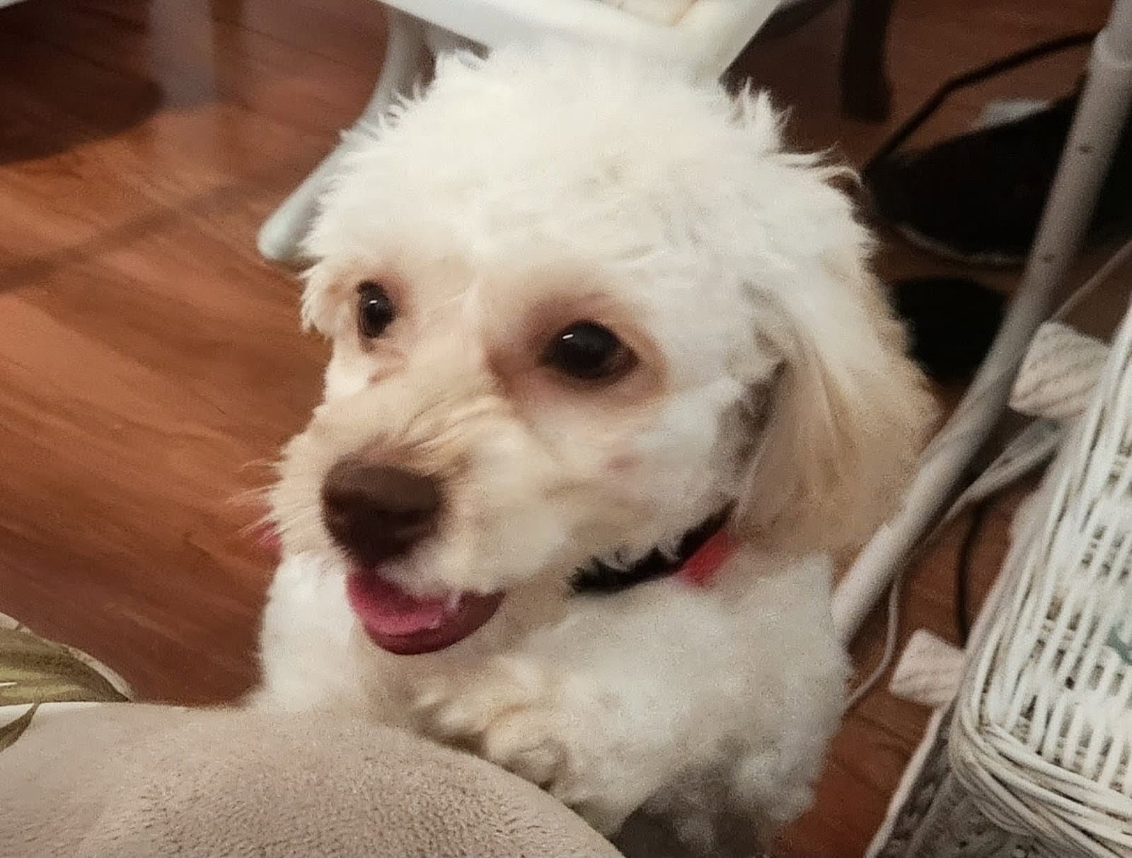 Lola - Poodle (Miniature)