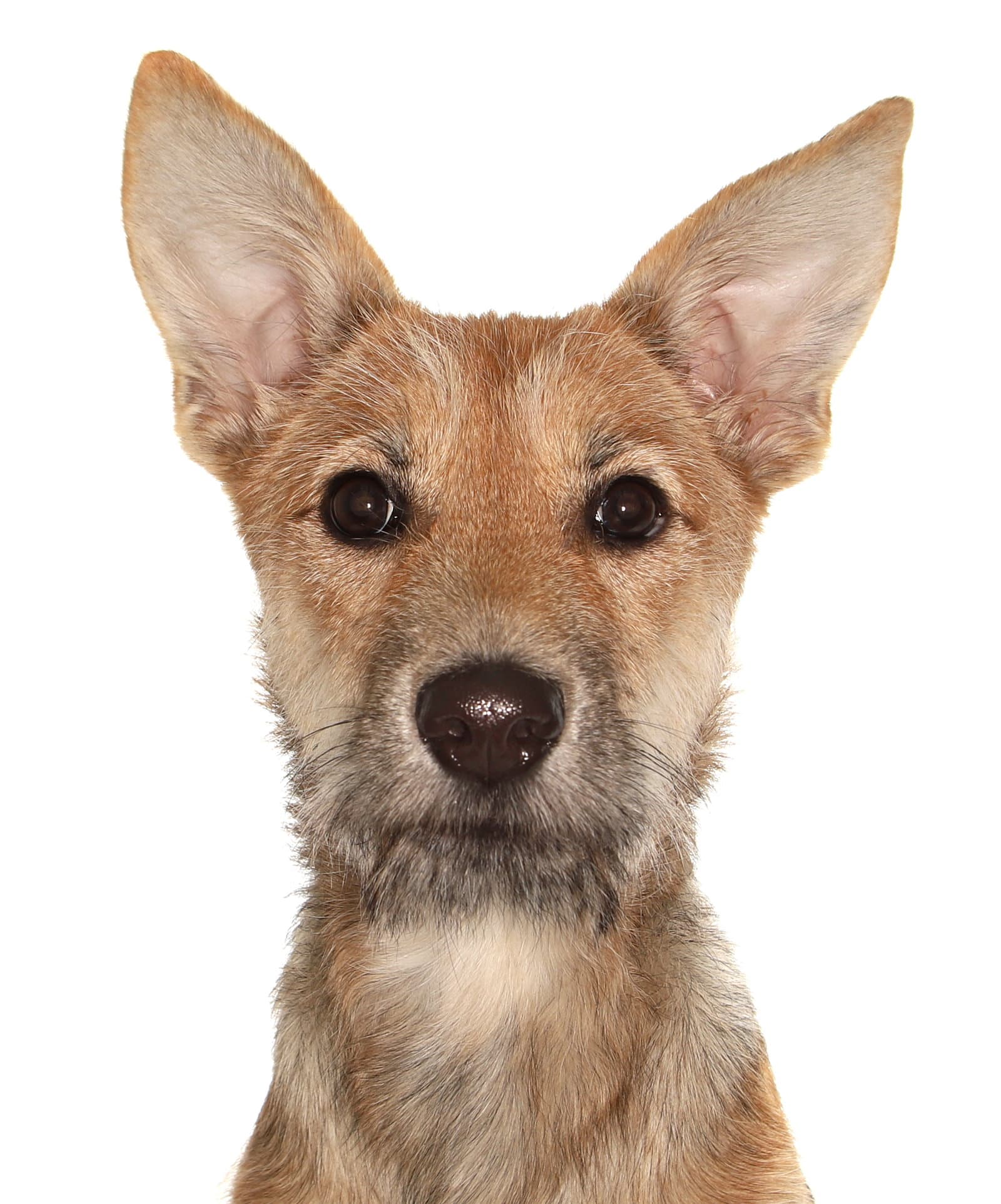 Kiwi - Shepherd