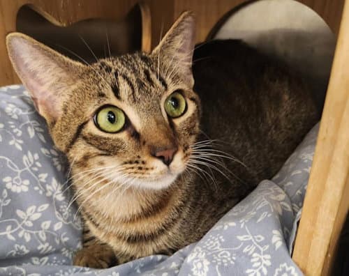 Roman - Psp Foster Home - Domestic Short Hair