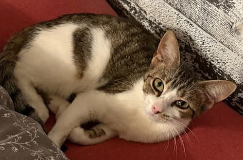 Peper - Psp Foster Home - Domestic Short Hair