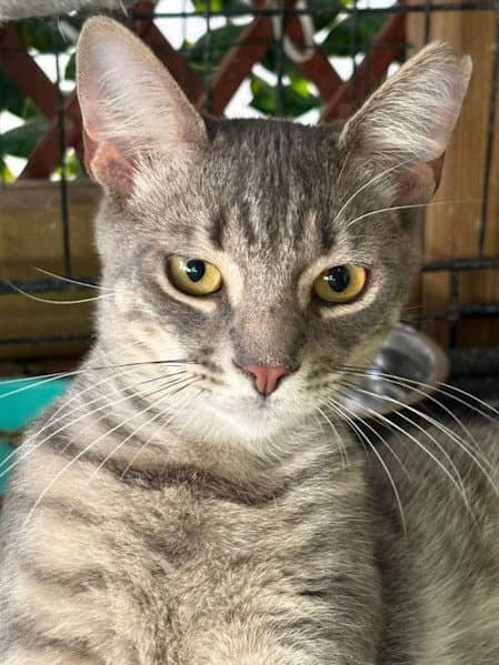 Picasso - Psp Foster Home - Domestic Short Hair