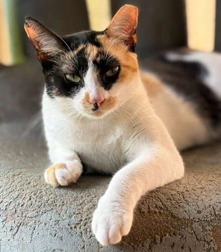 Agatha - Psp Foster Home - Domestic Short Hair