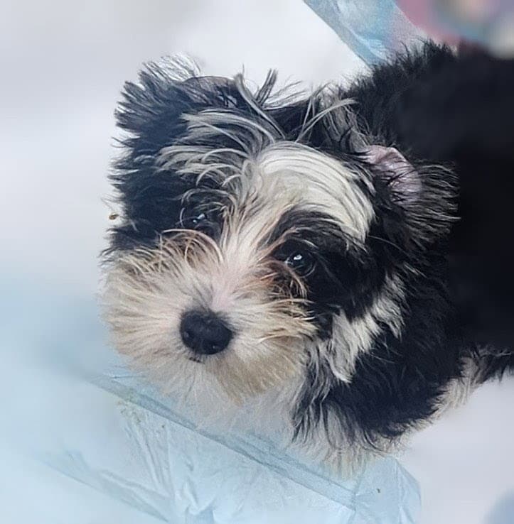 Chili - Shih Tzu