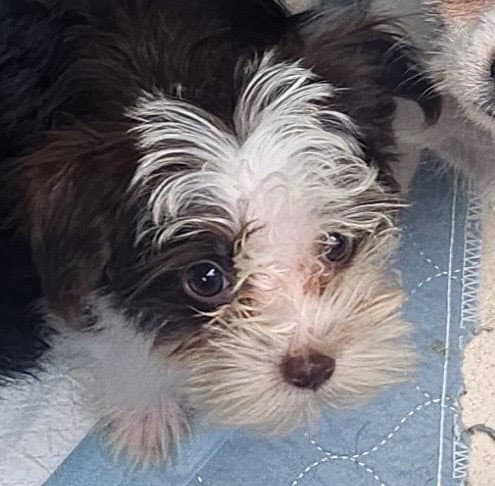 Mocha - Shih Tzu