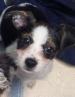 Gizmo image 1