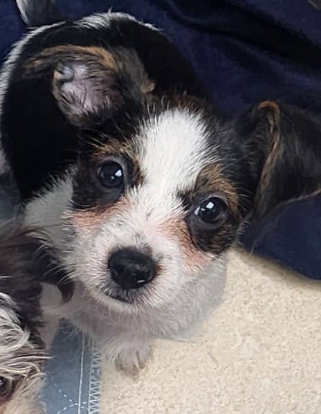 Gizmo - Shih Tzu