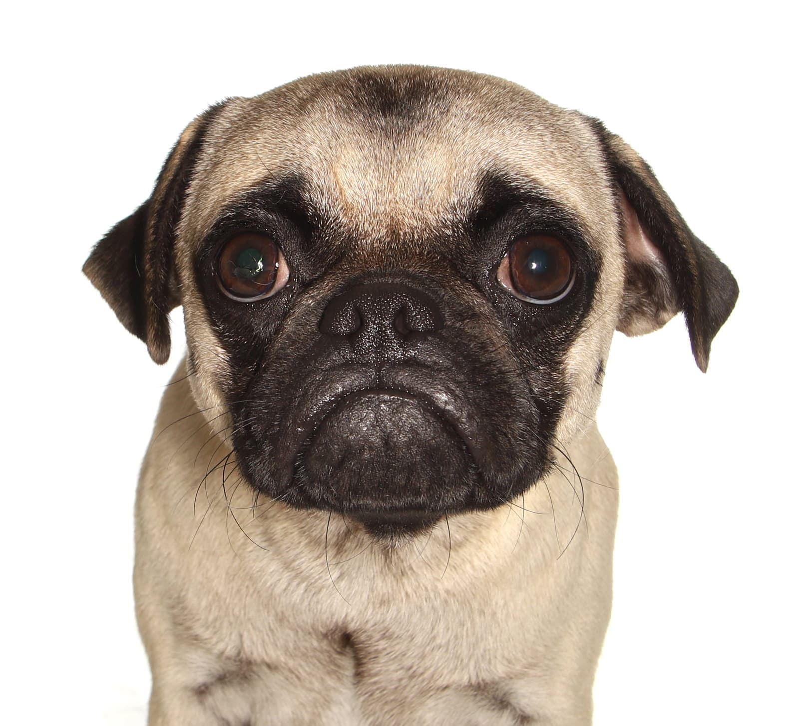 Theodore - Pug