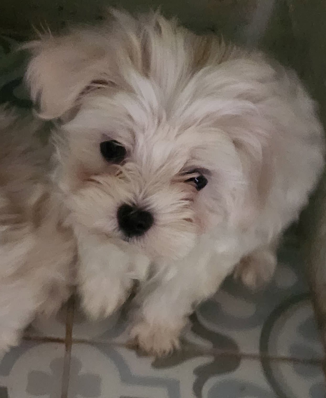 Spirit - Maltese