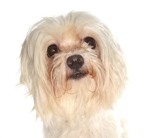 Mist - Maltese