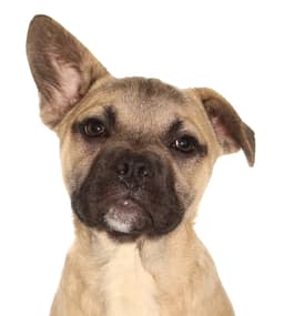 Benji image 1