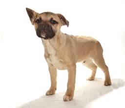 Benji image 2