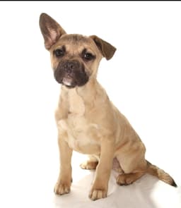 Benji image 3
