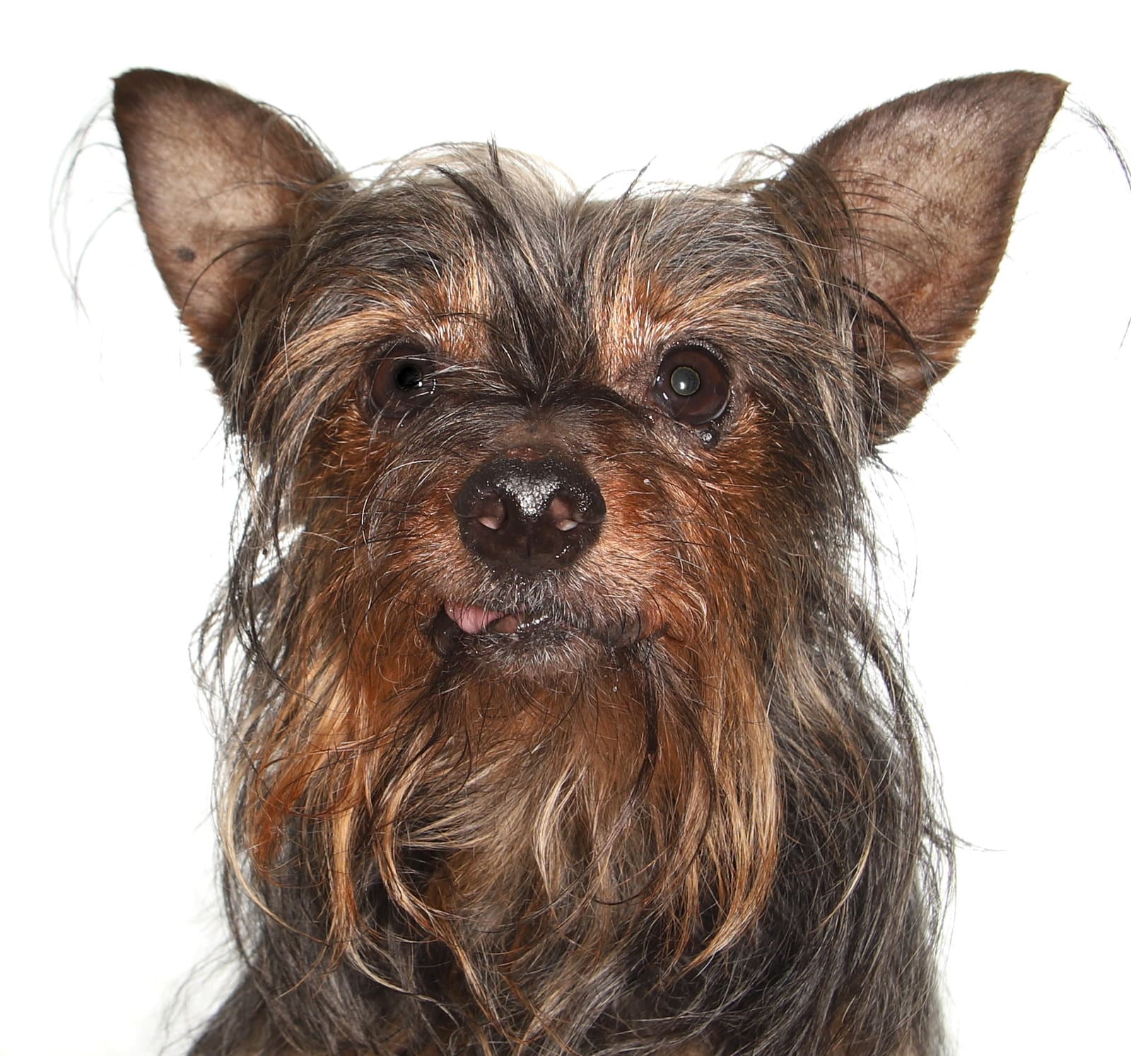 Miguel - Yorkshire Terrier Yorkie