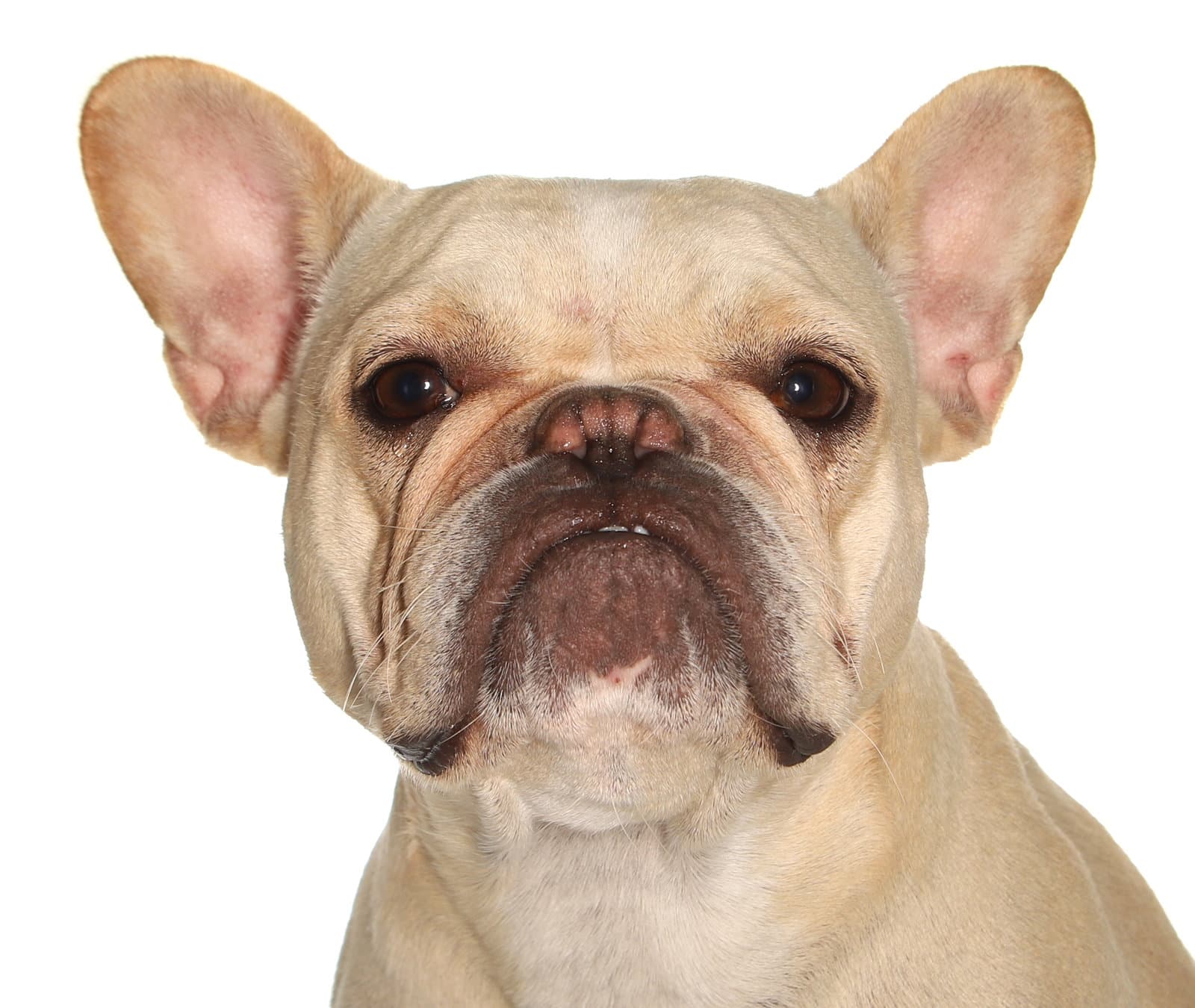 Nami - French Bulldog