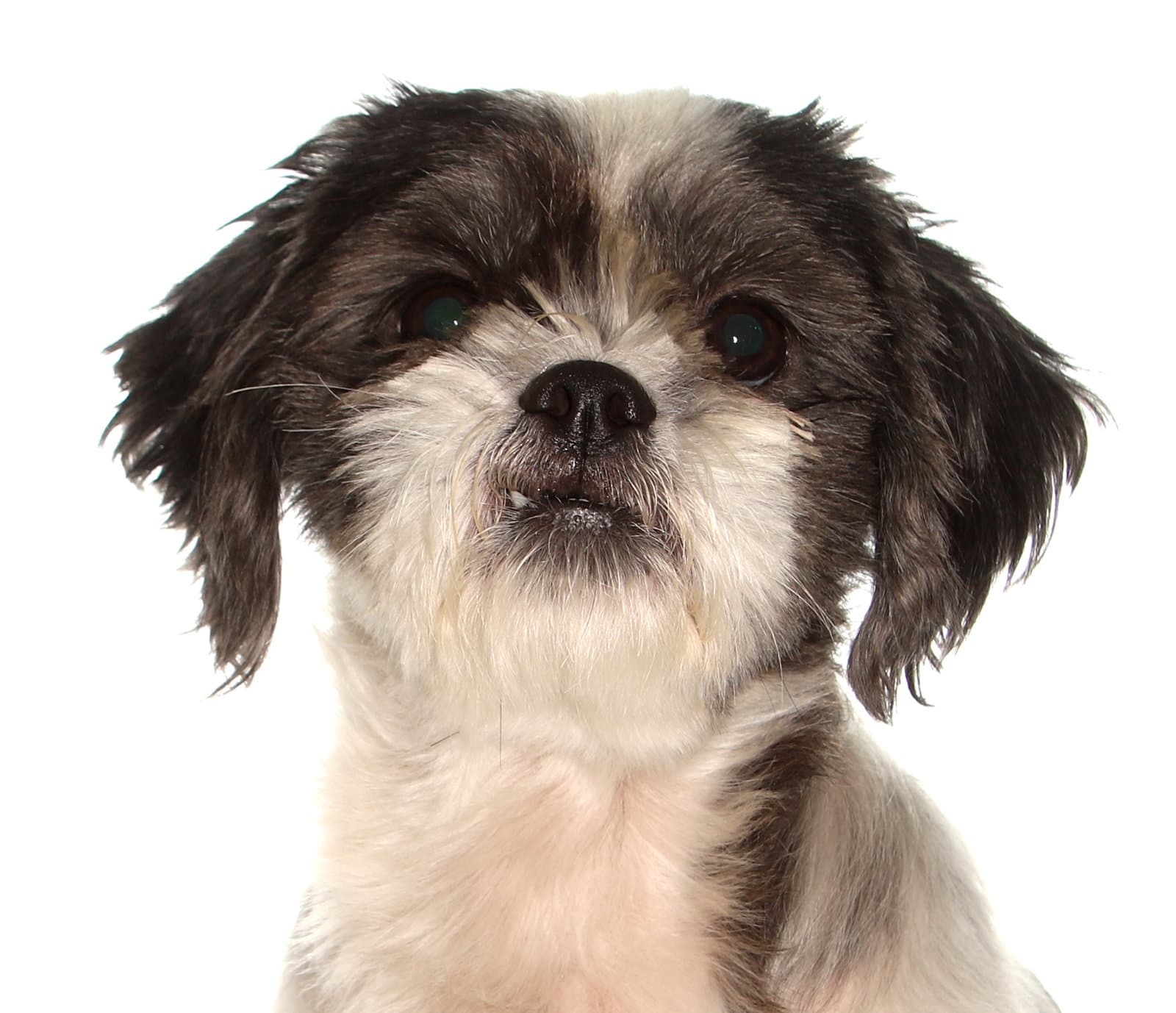 Robin - Shih Tzu