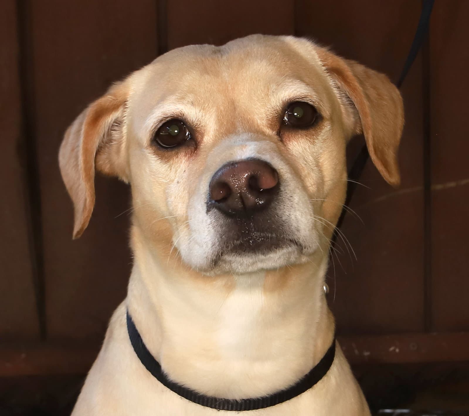 Sara - Yellow Labrador Retriever