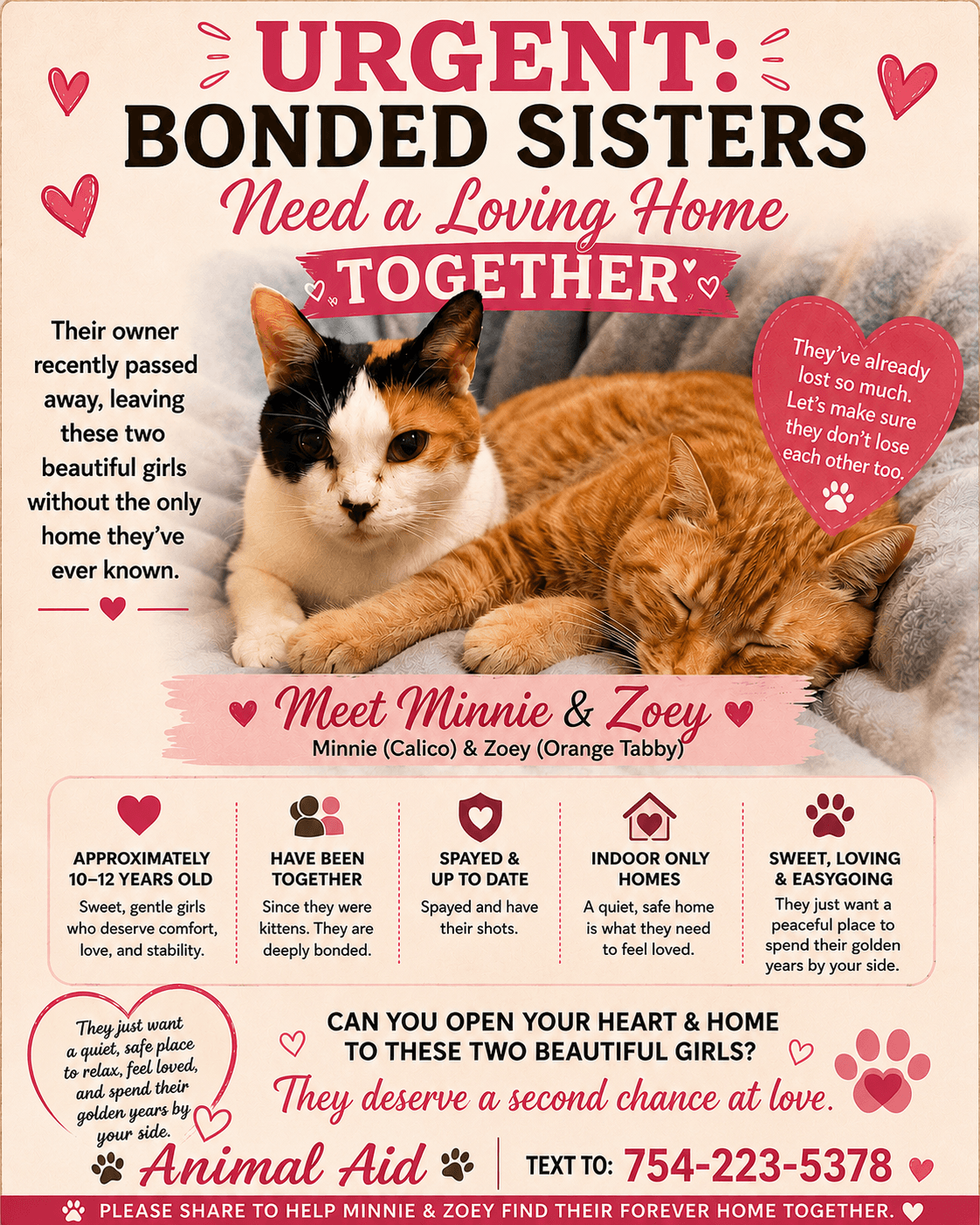 Two Sisters - One Bond - Domestic Short Hair