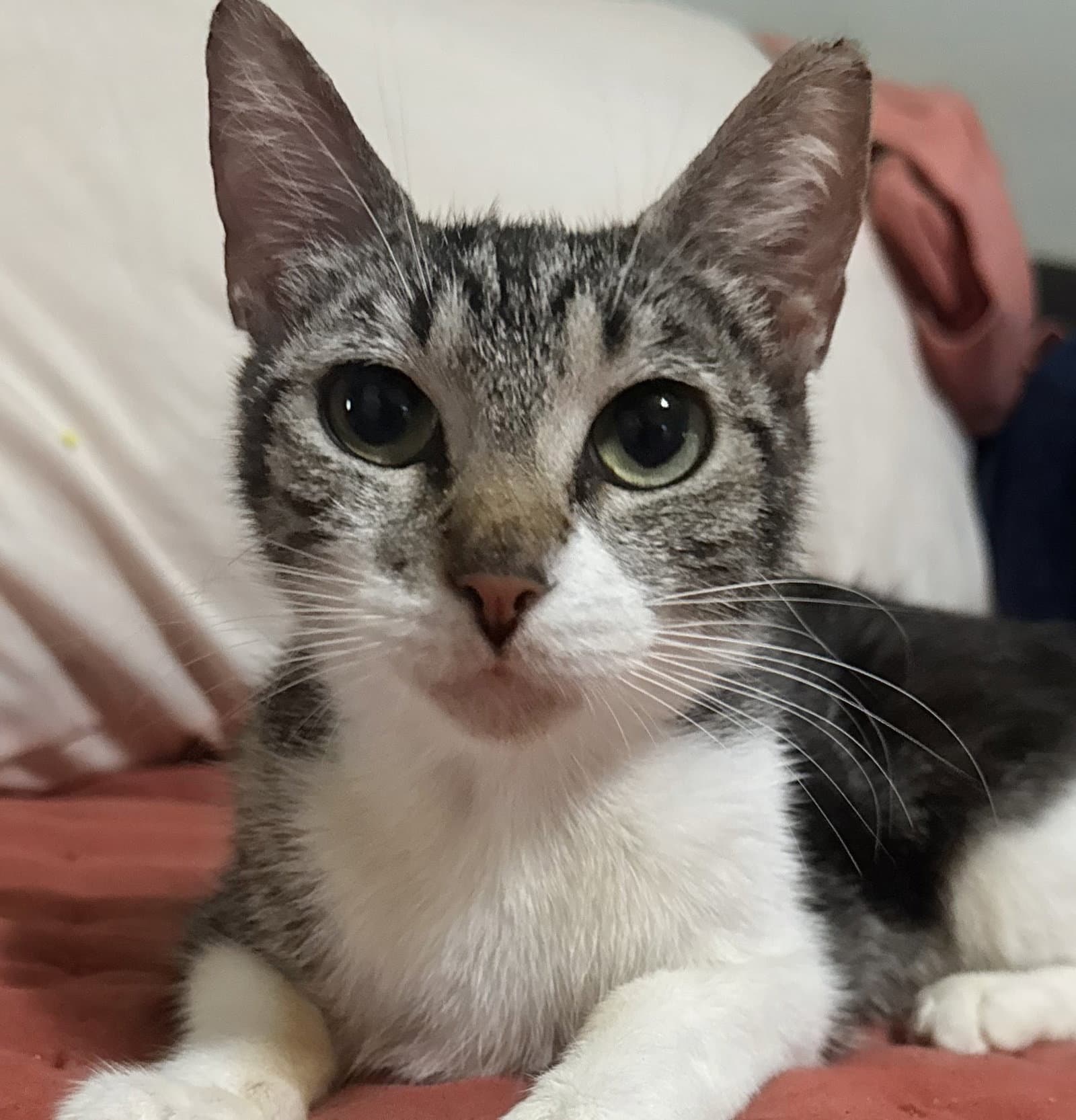 Annie - Tabby