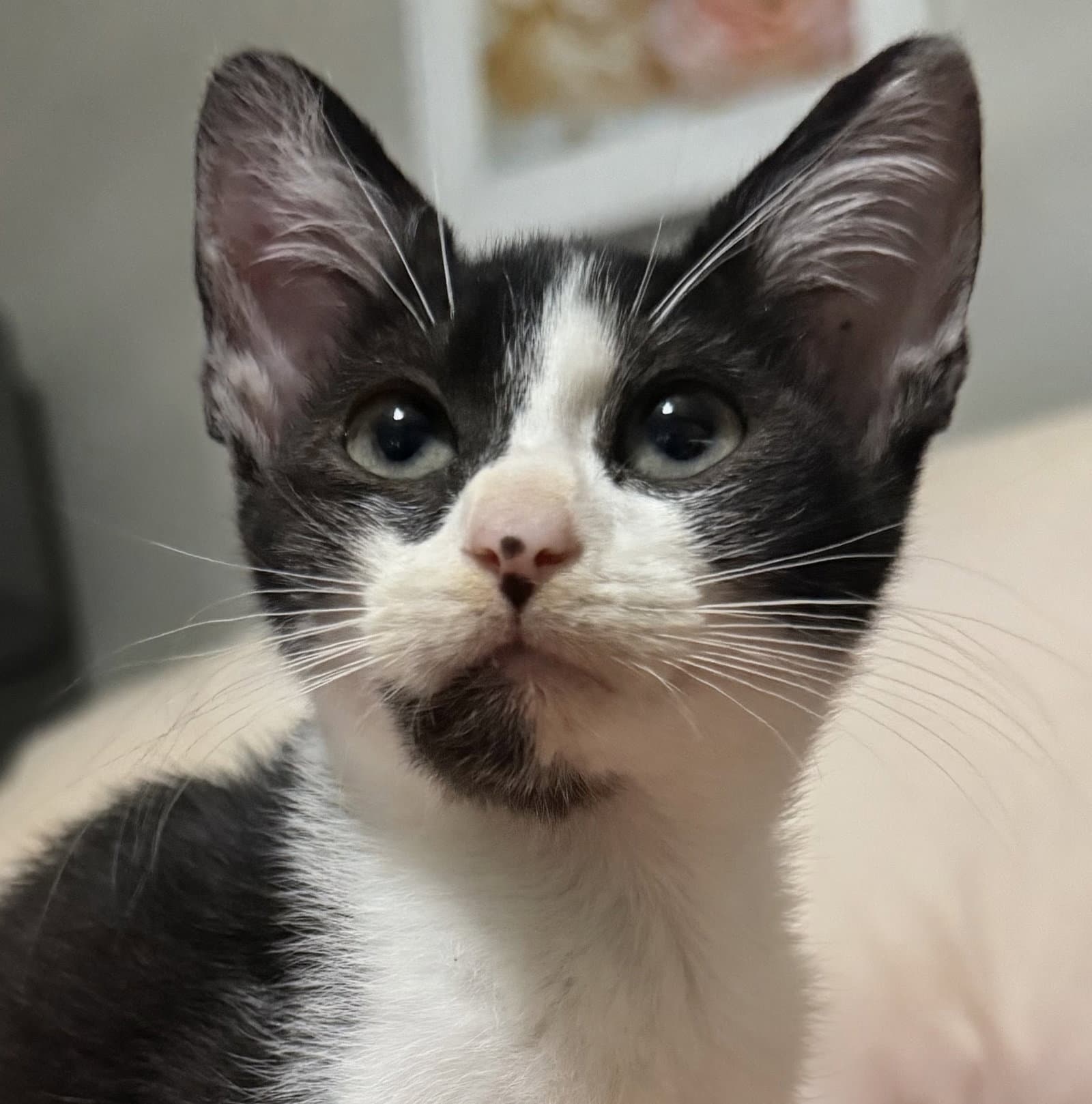 Violet - American Shorthair