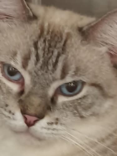 Penelope - Psp - Burmese